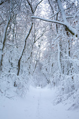 Dreamlike snow-covered Tunnel