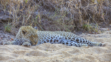 Aufnahme eines Leoparden beim Ruhen liegend im Sand während er aufmerksam die Umgebung beobachtet...