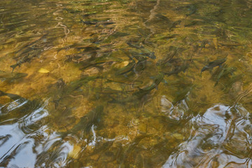 Top view of fishs in water
