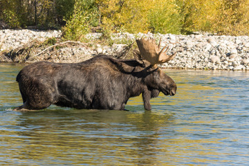 Bull Shiras Moose Crossing a River During the Rut