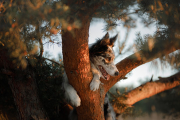 Dog border collie on a tree