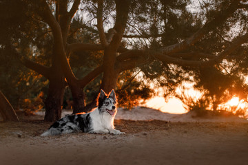 Dog border collie lying on the beach at sunset
