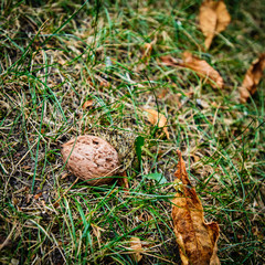 Walnut on green grass