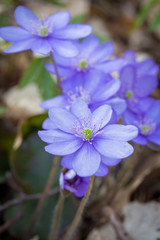 A blue flower at spring