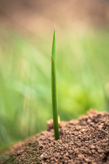 A new gras is born