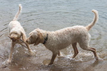 Two young white wire-haired spinone italiano breed dogs playing with a stick in water of gulf of Finland