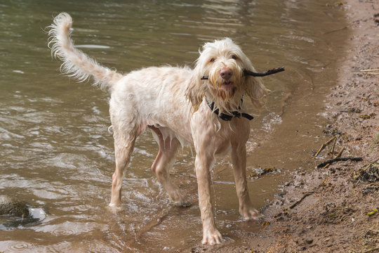 Young white wire-haired spinone italiano breed dog walking out of water of gulf of Finland and fetches the stick