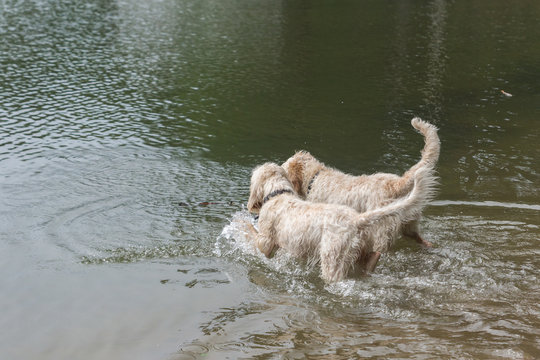 Two white wire-haired spinone italiano breed dogs going in water of gulf of Finland to fetch floating stick