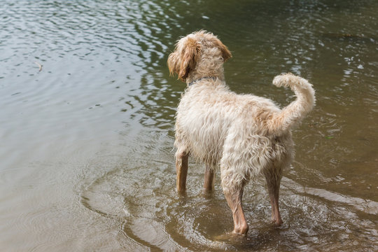 White wire-haired spinone italiano breed dog standing in water of gulf of Finland and looking attentively in front of her	