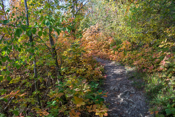 Path in the autumn forest