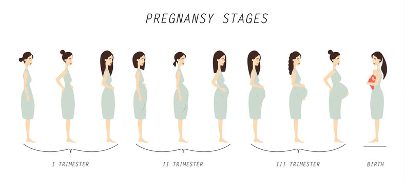 Pregnancy stages illustration.