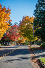 Obraz premium Droga do jesieni 7