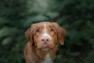 The Nova Scotia duck tolling Retriever dog in nature