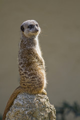 Erdmännchen aus der Tierwelt Südafrikas