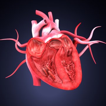 3d render of human body heart anatomy
