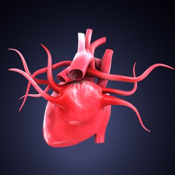 3d render of human body heart anatomy
