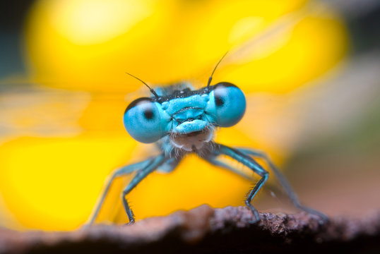 Dragonfly in nature, close up photography, portrait of dragonfly 