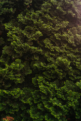 Fototapeta premium Creative layout made of green leaves. Flat lay. Nature background