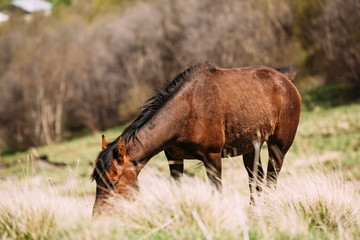 Fototapeta premium Horse Grazing On Green Mountain Slope In Spring In Mountains