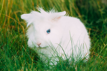 Close Cute Dwarf Decorative Miniature White Fluffy Rabbit Bunny 