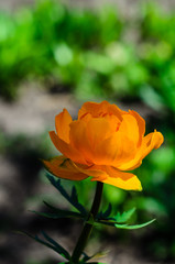 Yellow globe-flower in forest