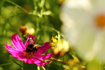 nature, flowers, journey, field, insects, forest, still life, road, river, landscape, clouds, sky, storm, rain, sunset, sun, night
