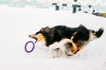 Shetland Sheepdog, Sheltie, Collie Playing With Ring And Fast Running