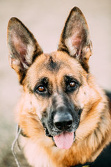 German Shepherd Dog Close Up. Alsatian Wolf Dog Or German Shepherd Dog