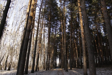 Fototapeta premium nature, flowers, journey, field, insects, forest, still life, road, river, landscape, clouds, sky, storm, rain, sunset, sun, night