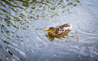 Duck on water