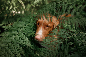 Dog Nova Scotia duck tolling Retriever in fern