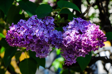 Lilac flowers on spring