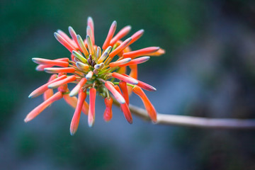 Aloe vera flower