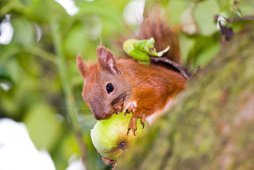 Squirrel eating a pear in nature, close-up 