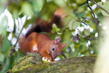 Squirrel eating a pear in nature, close-up 