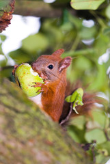 Squirrel eating a pear in nature, close-up 