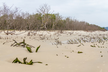 Mangrove forest in Daniela beach