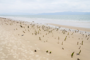 Mangrove forest in Daniela beach