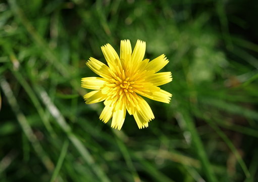 żółty kwiat na tle zieleni traw