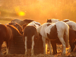 Sunlit horses