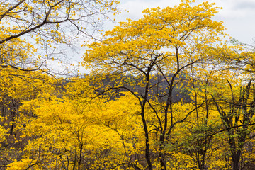 Fototapeta premium Trees of guayacán