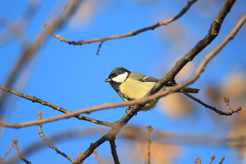 a tit on a branch