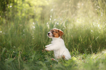 Puppy Jack Russel Terrier in the nature