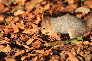 wild squirrel in the park