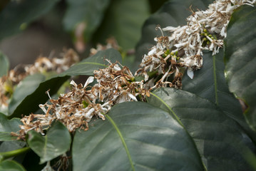Withered flower, Coffea arábica Guatemala.