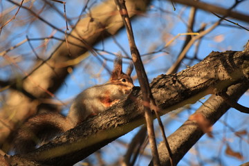 wild squirrel in the park