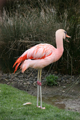 Swan Flamingo Montage