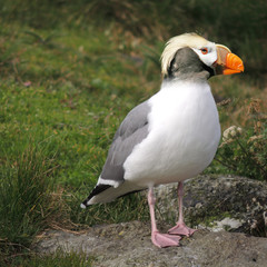 Seagull Puffin Montage
