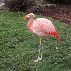 Flamingo Puffin Montage