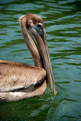 Pelicano en Baja California
